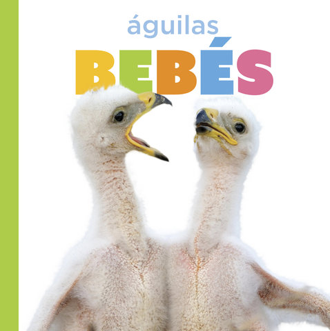 Águilas bebés