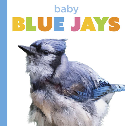 Baby Blue Jays