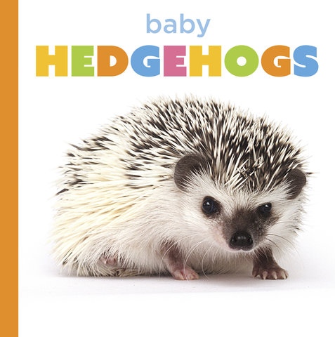 Baby Hedgehogs
