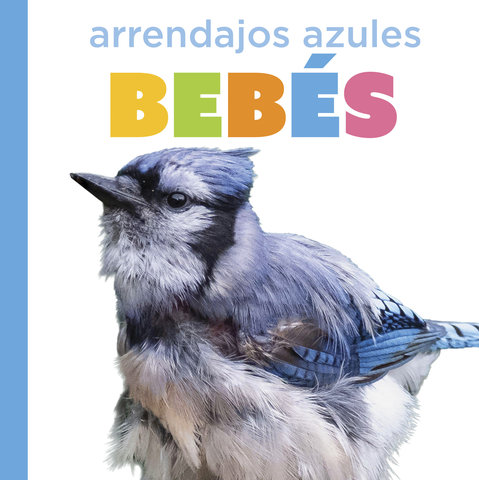 Arrendajos azules bebés
