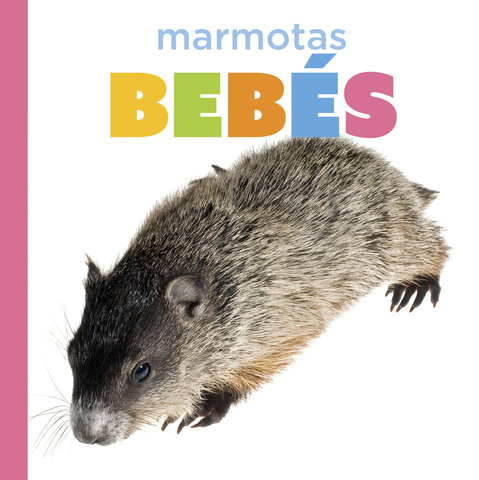 Marmotas bebés