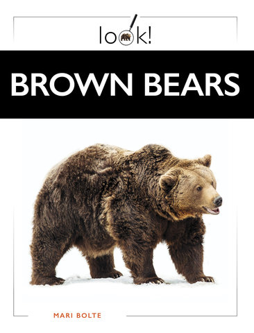 Brown Bears