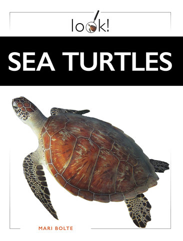 Sea Turtles