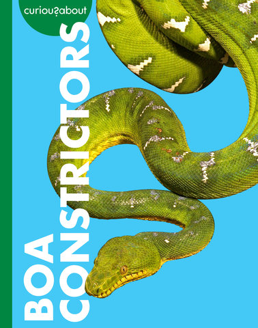 Curious about Boa Constrictors