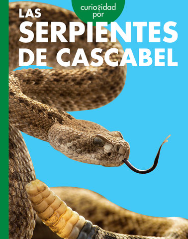 Curiosidad por las serpientes de cascabel