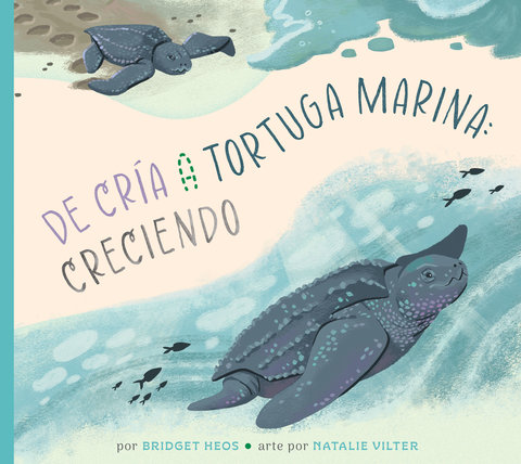 De la cría a la tortuga marina: creciendo