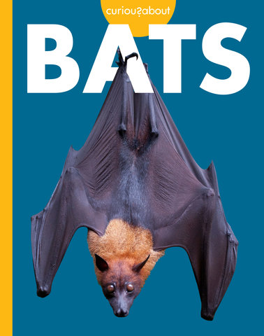 Curious about Bats