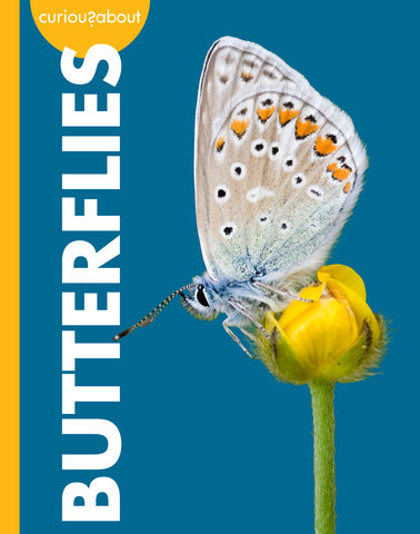 Curious about Butterflies