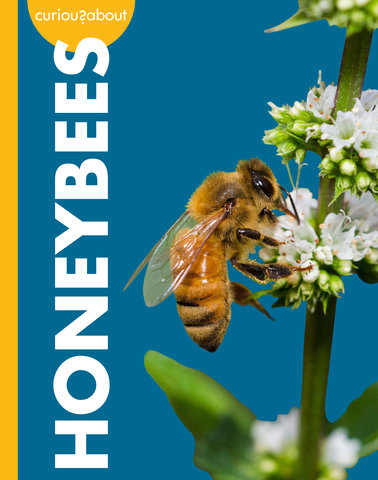 Curious about Honeybees