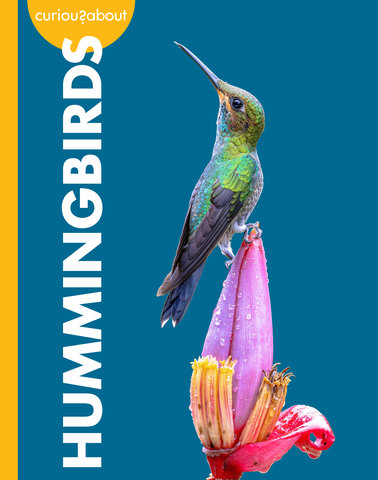 Curious about Hummingbirds