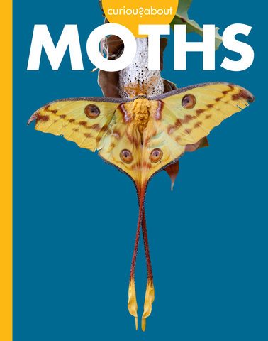 Curious about Moths
