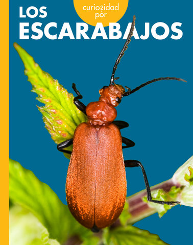 Curiosidad por los escarabajos