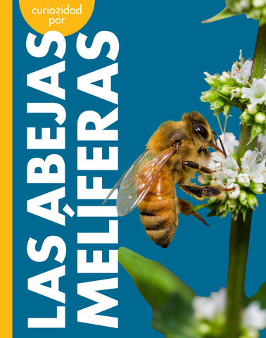 Curiosidad por las abejas melíferas