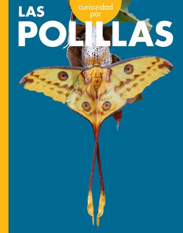 Curiosidad por las polillas