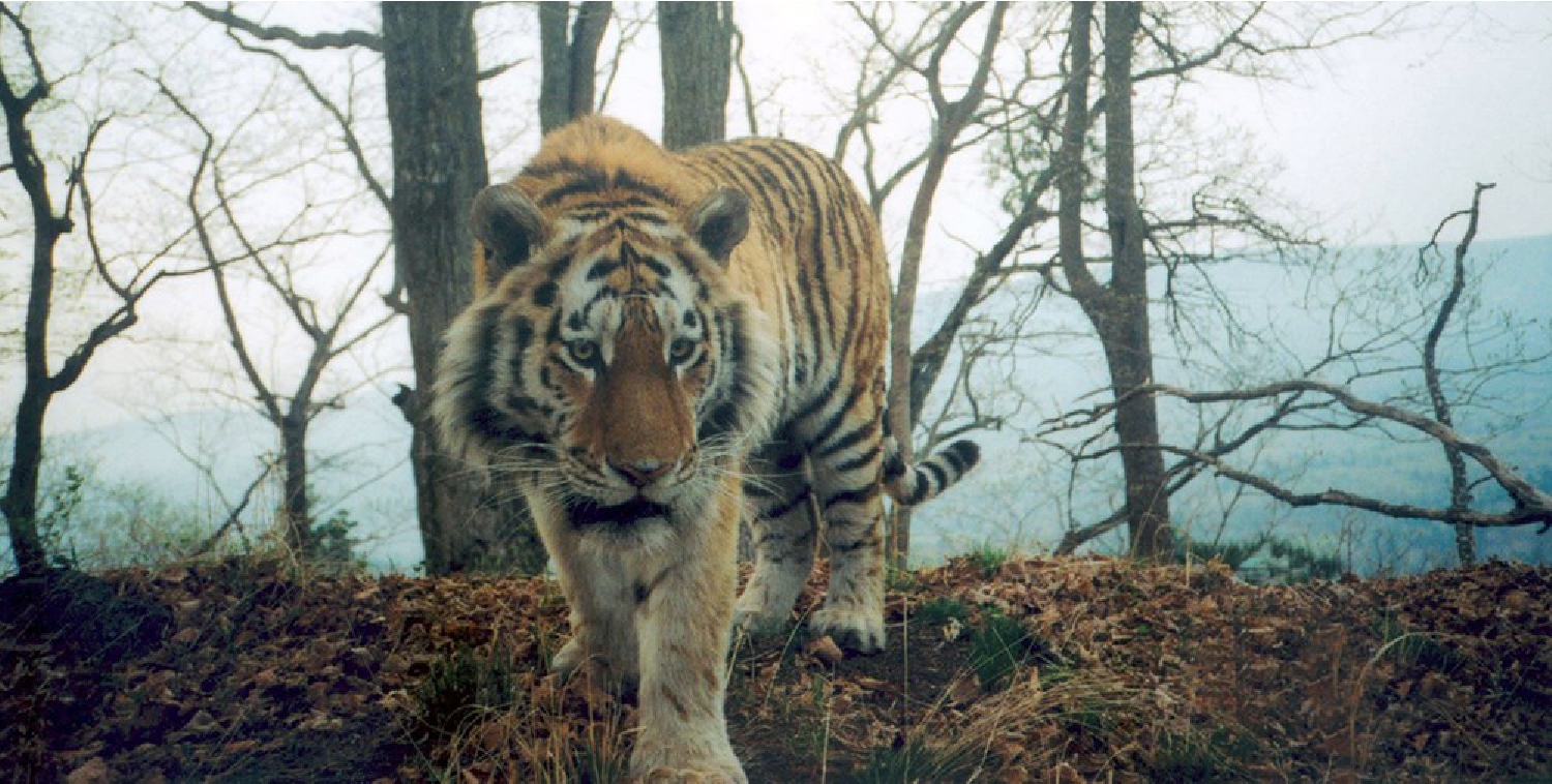 Tigers Between Empires