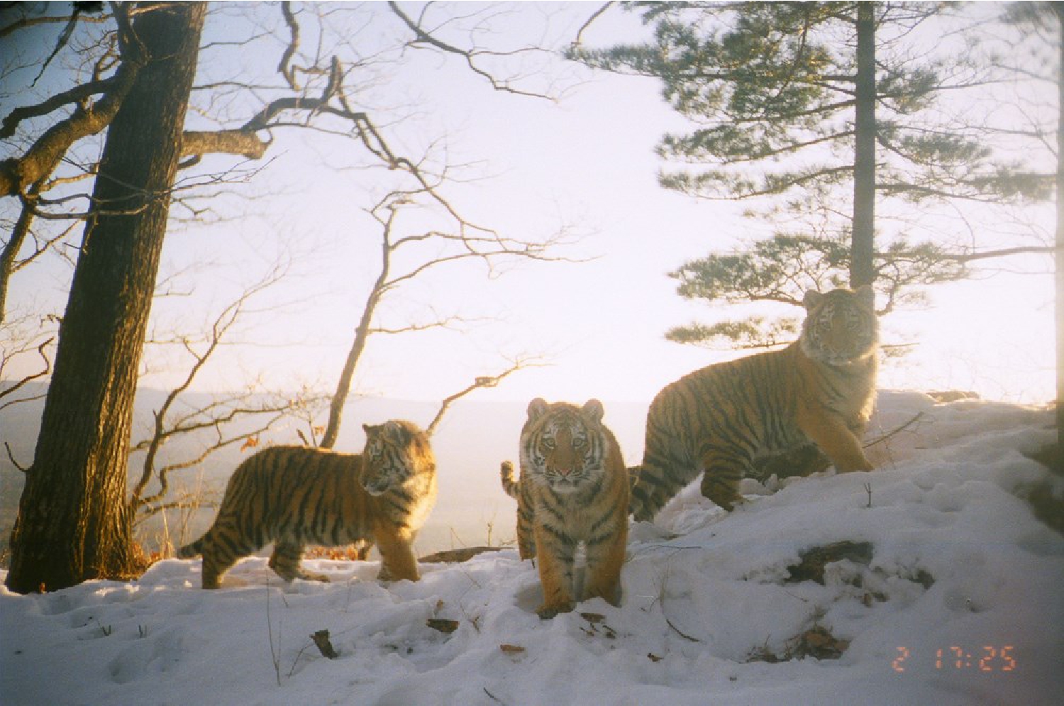 Tigers Between Empires