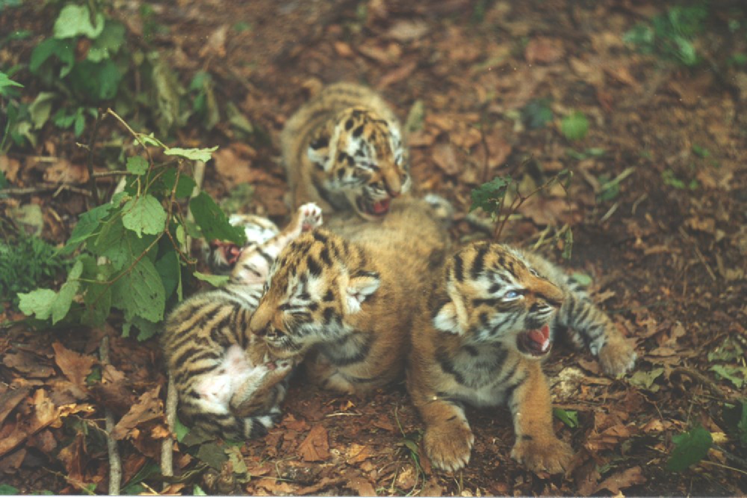 Tigers Between Empires