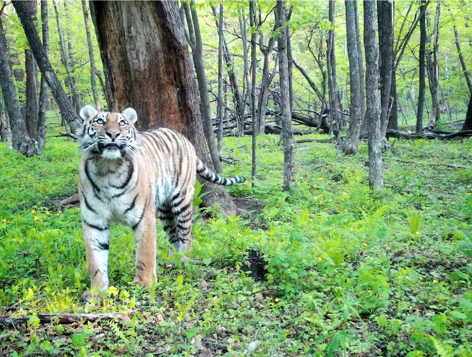 Tigers Between Empires