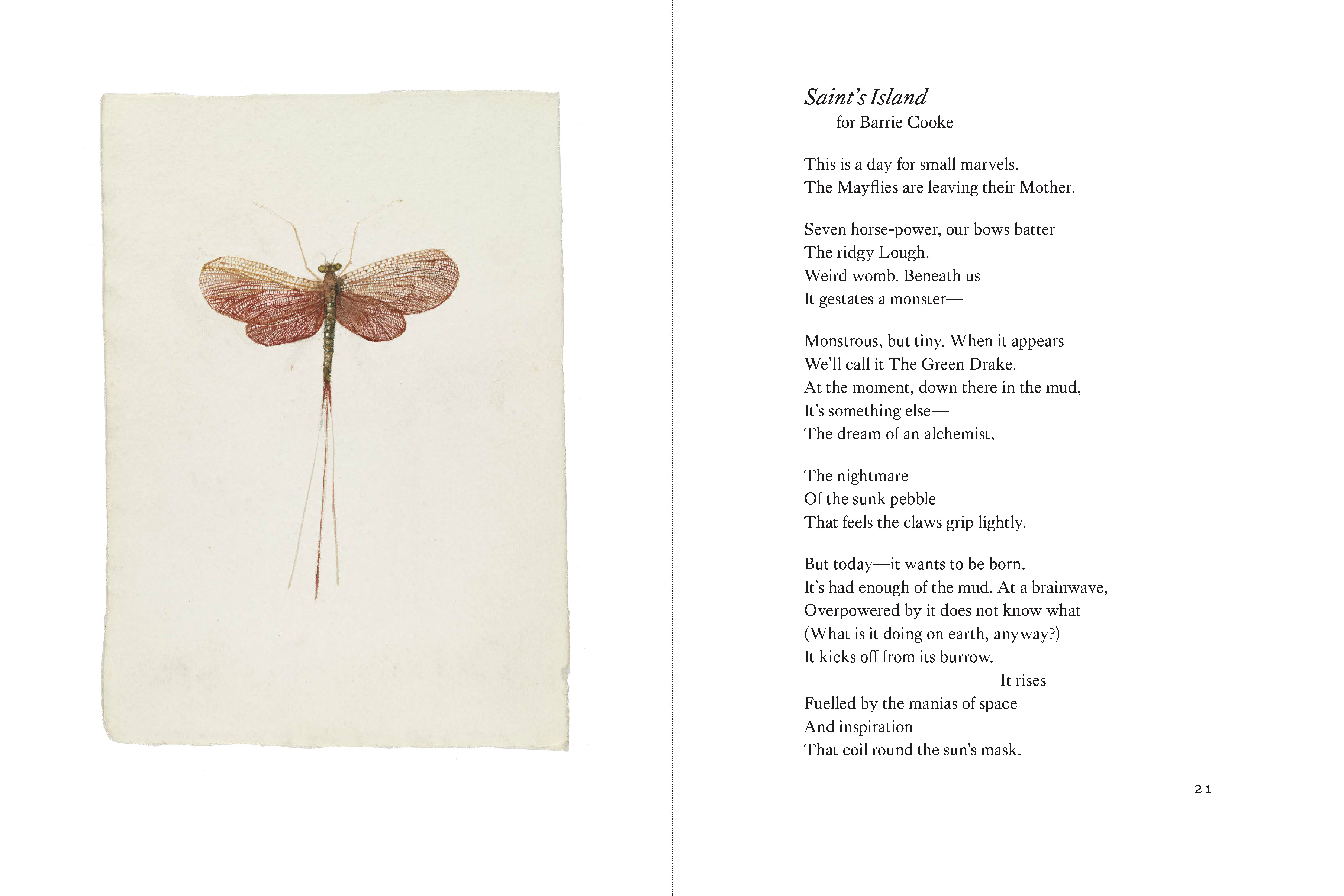 Flowers and Insects, Some Birds and a Pair of Spiders