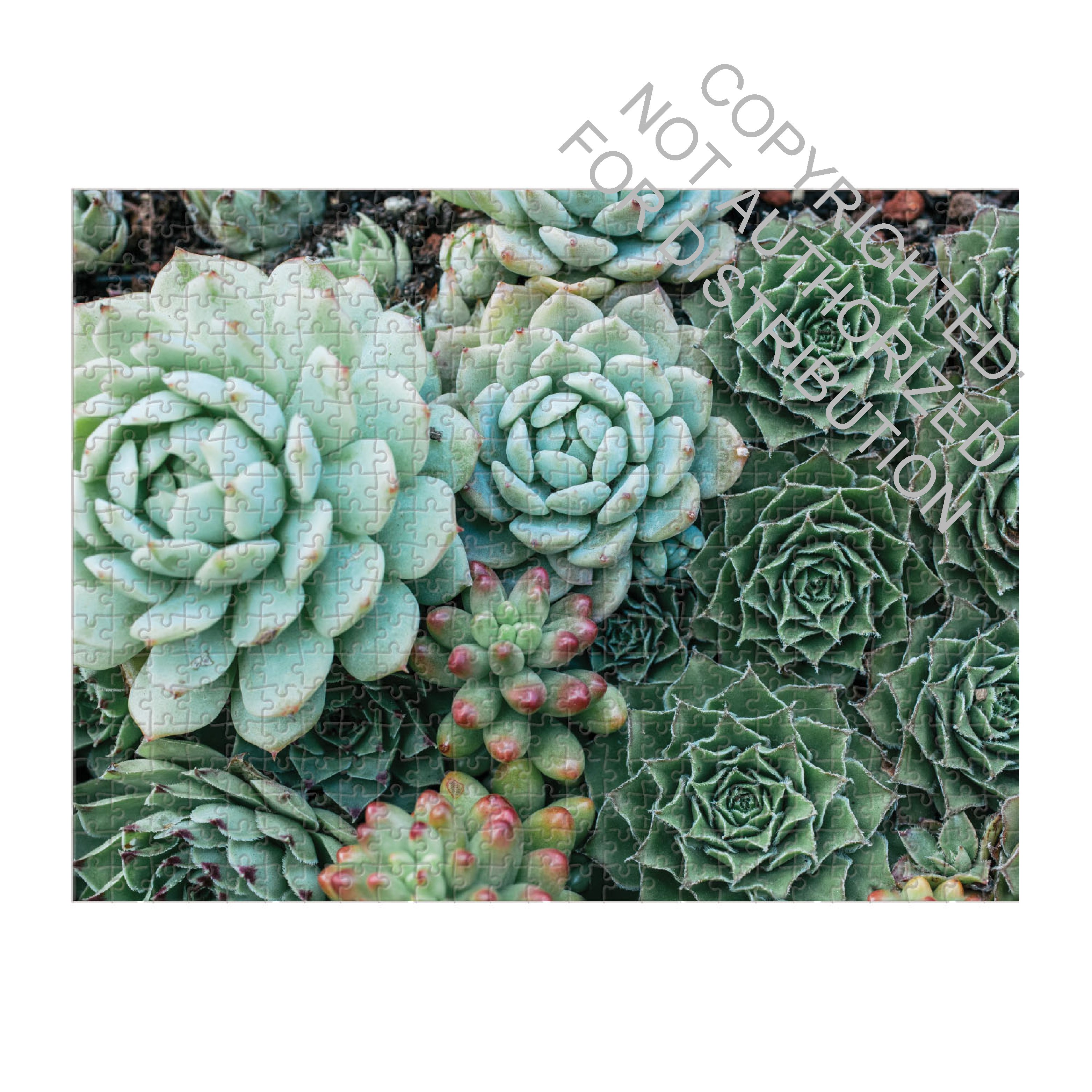 Succulent Garden 2-sided 500 Piece Puzzle