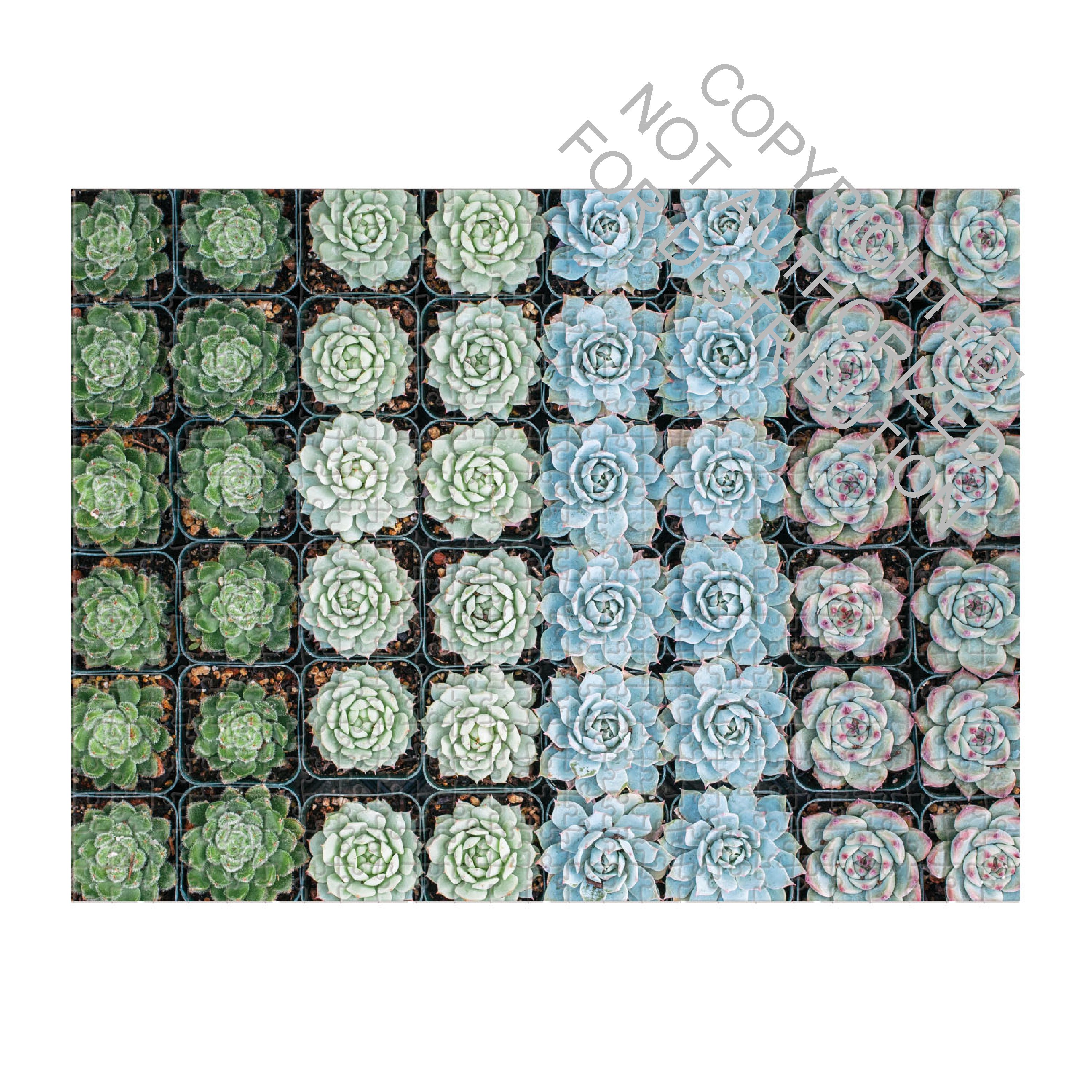 Succulent Garden 2-sided 500 Piece Puzzle