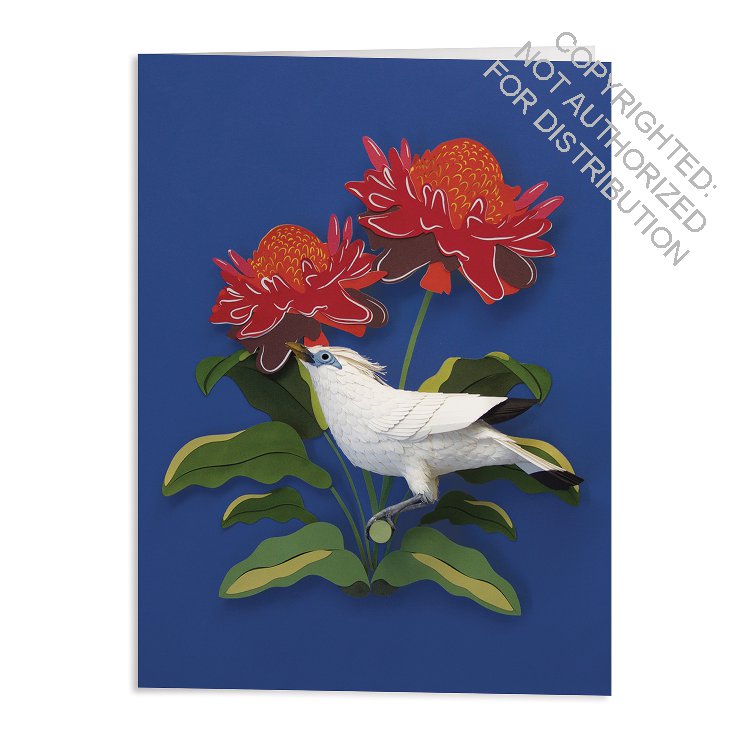 Birds of the World Greeting Card Assortment