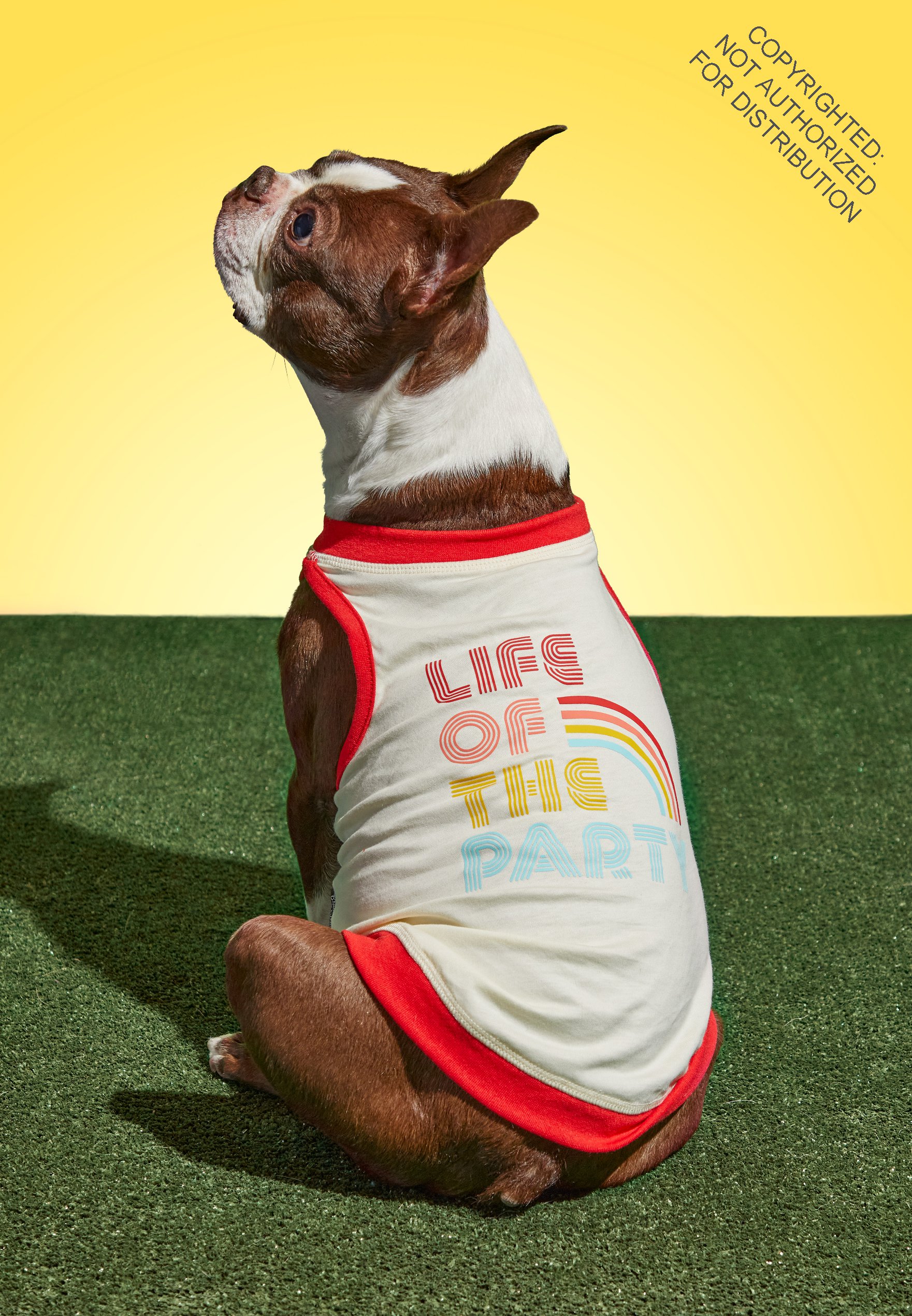 Life Of The Party Dog Tank - Size S