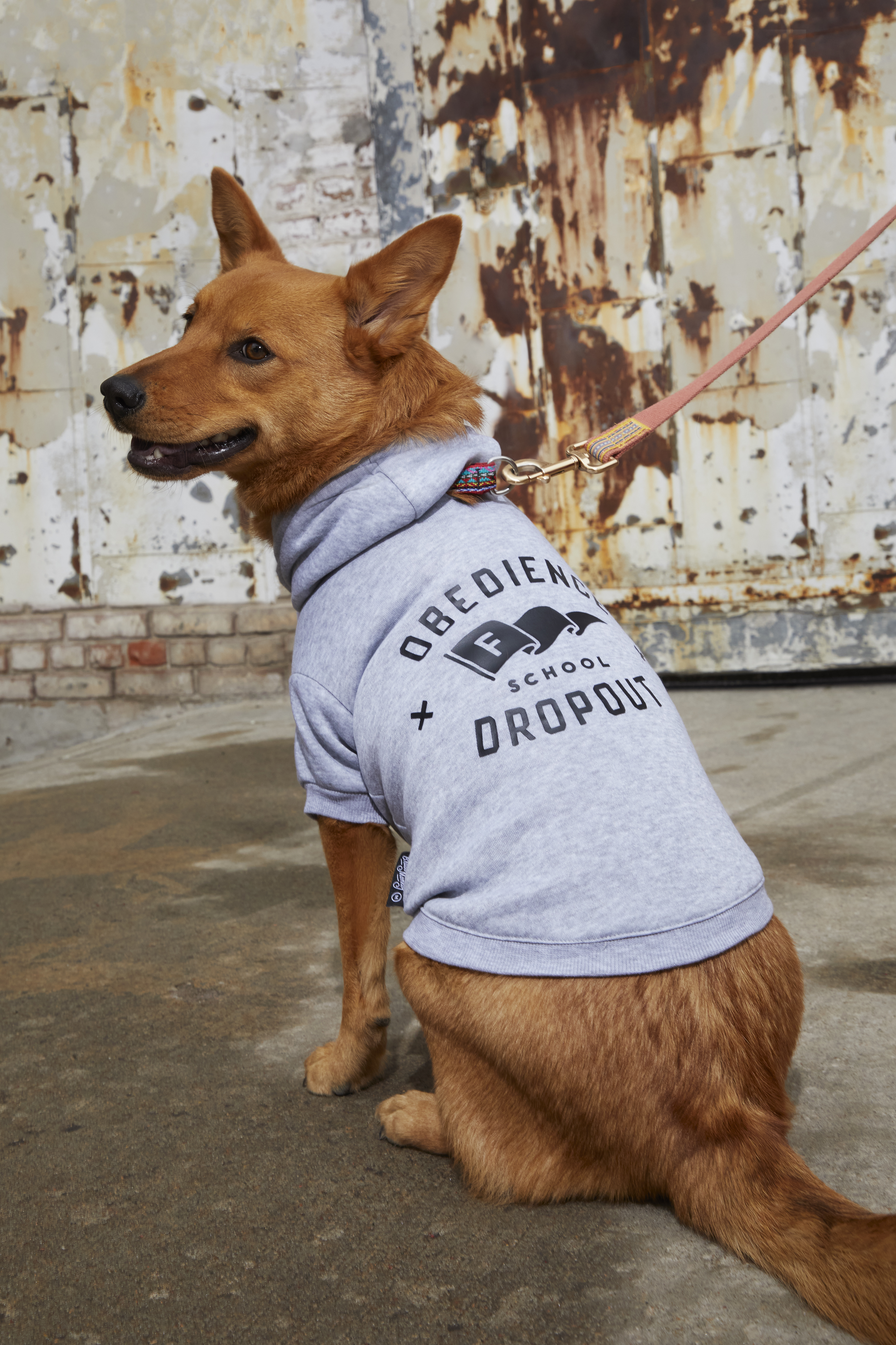 Obedience School Dropout Dog Hoodie - S