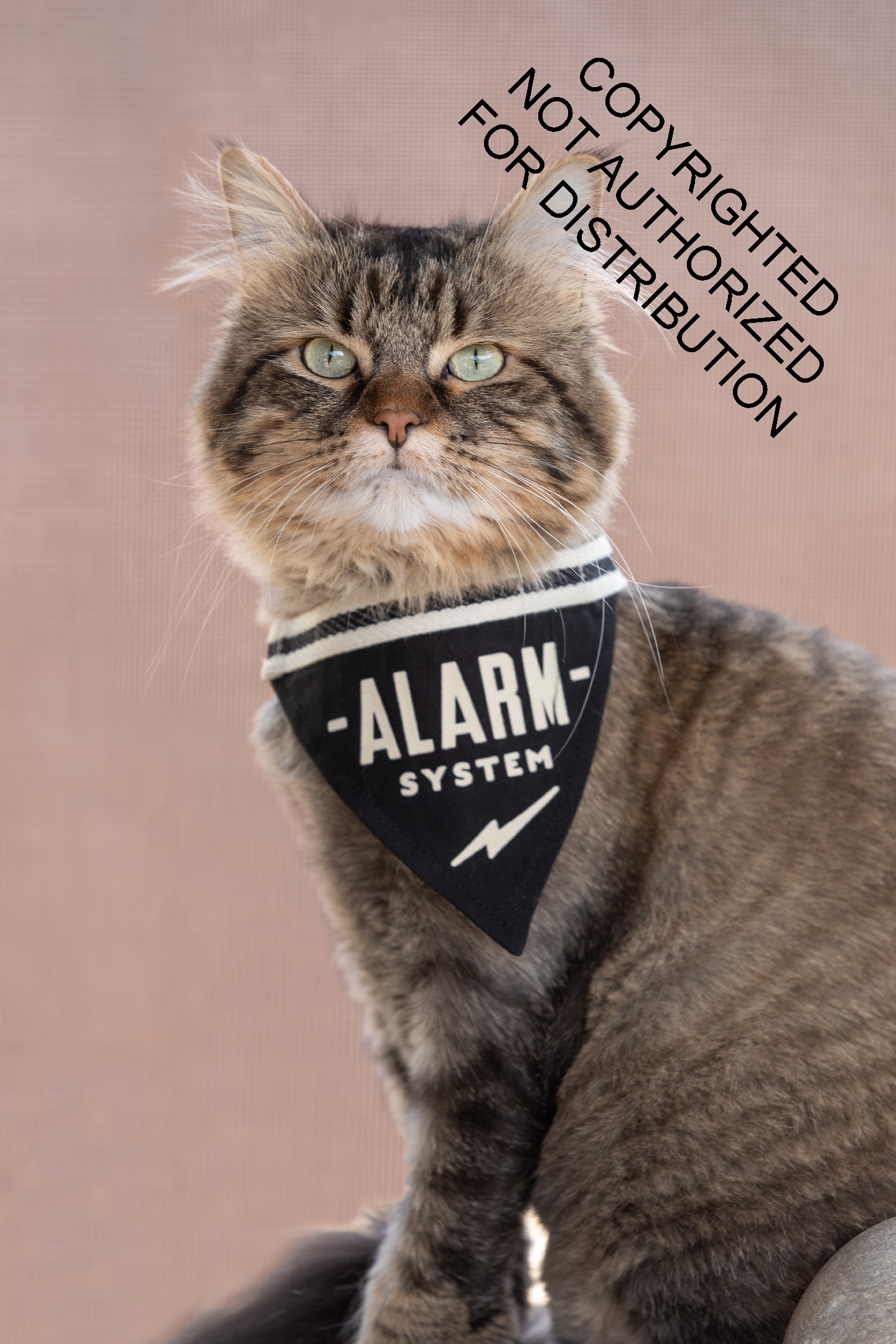Alarm System Small Pet Bandana