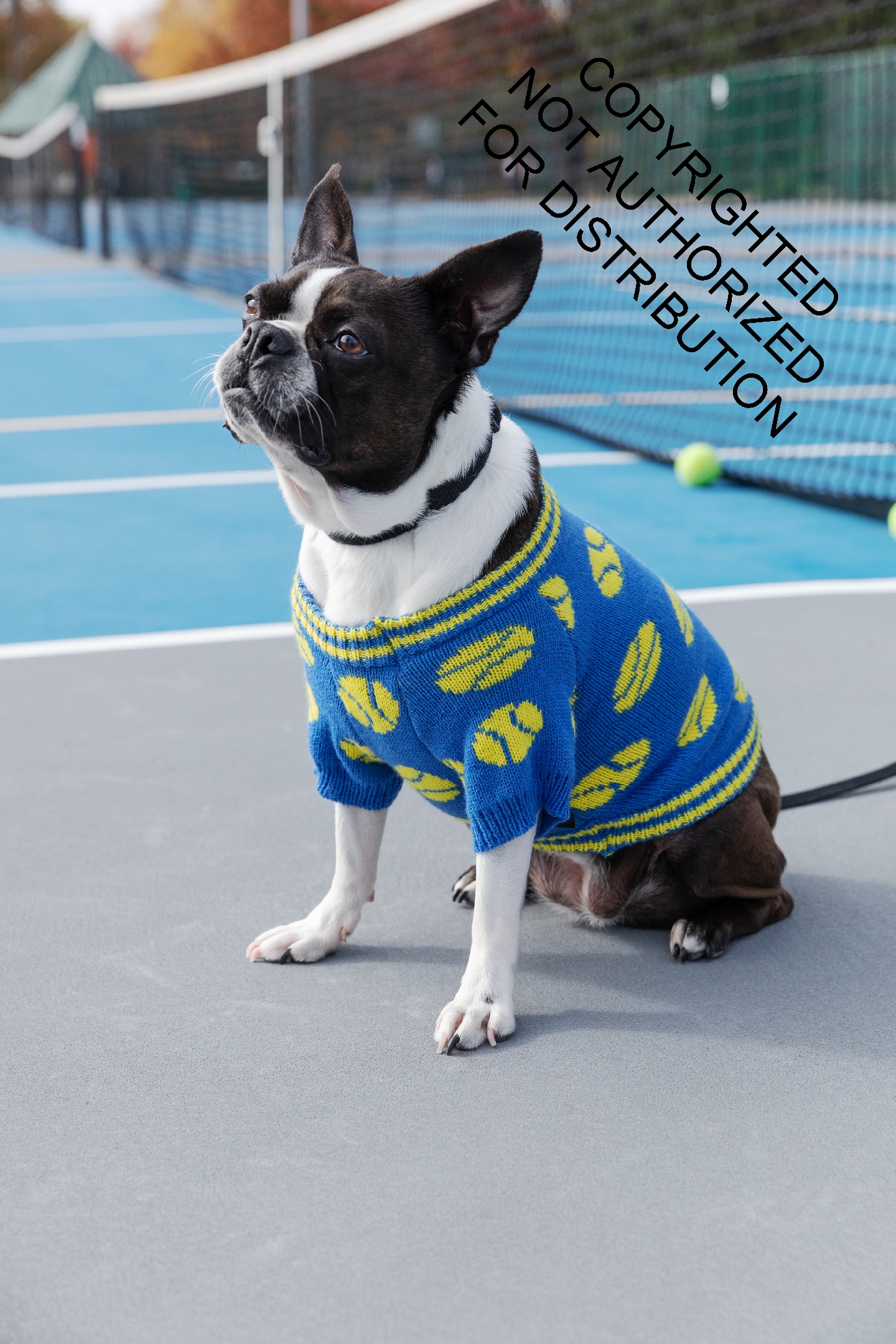 Tennis Balls - Dog Sweater (Small)