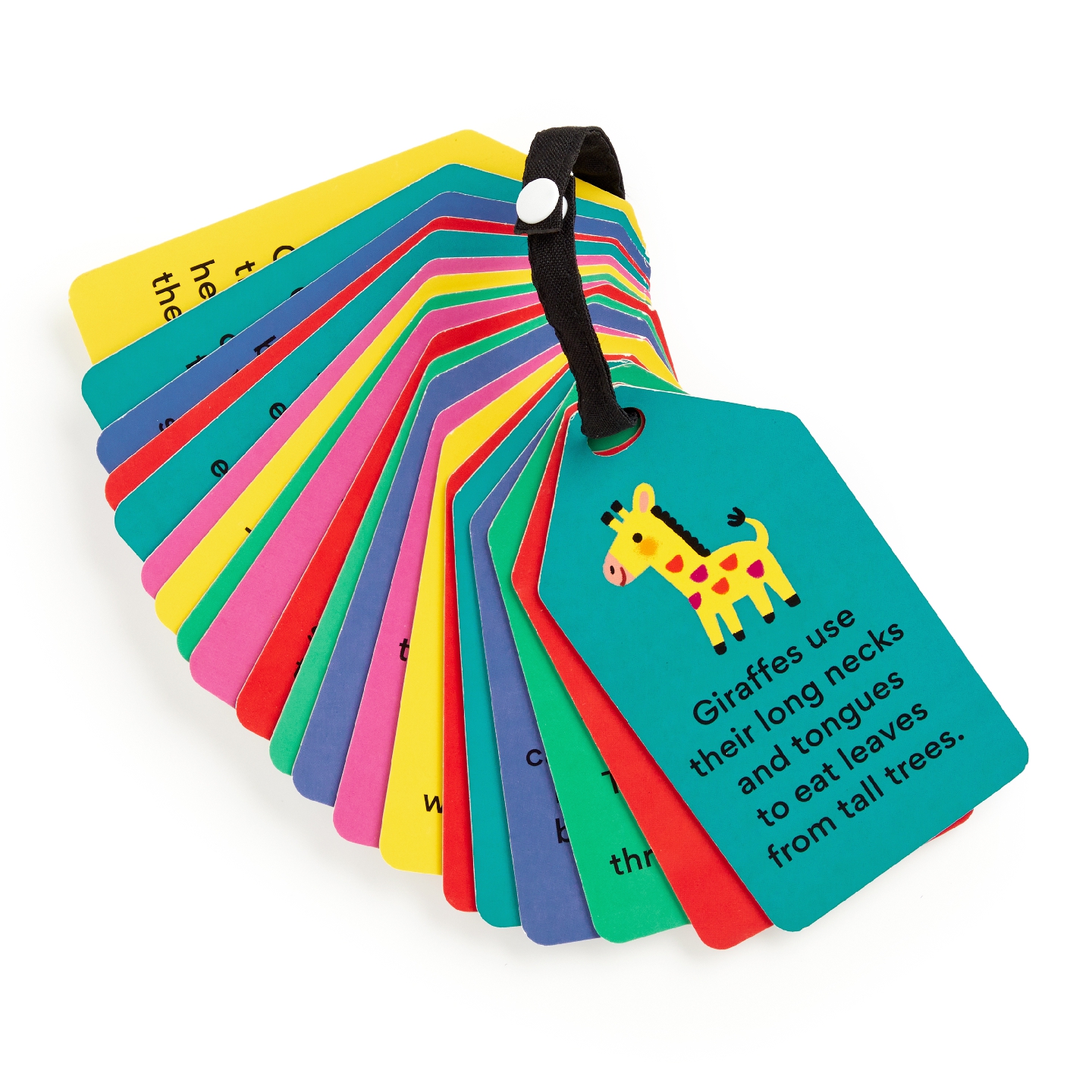 My First Animals Ring Flash Cards