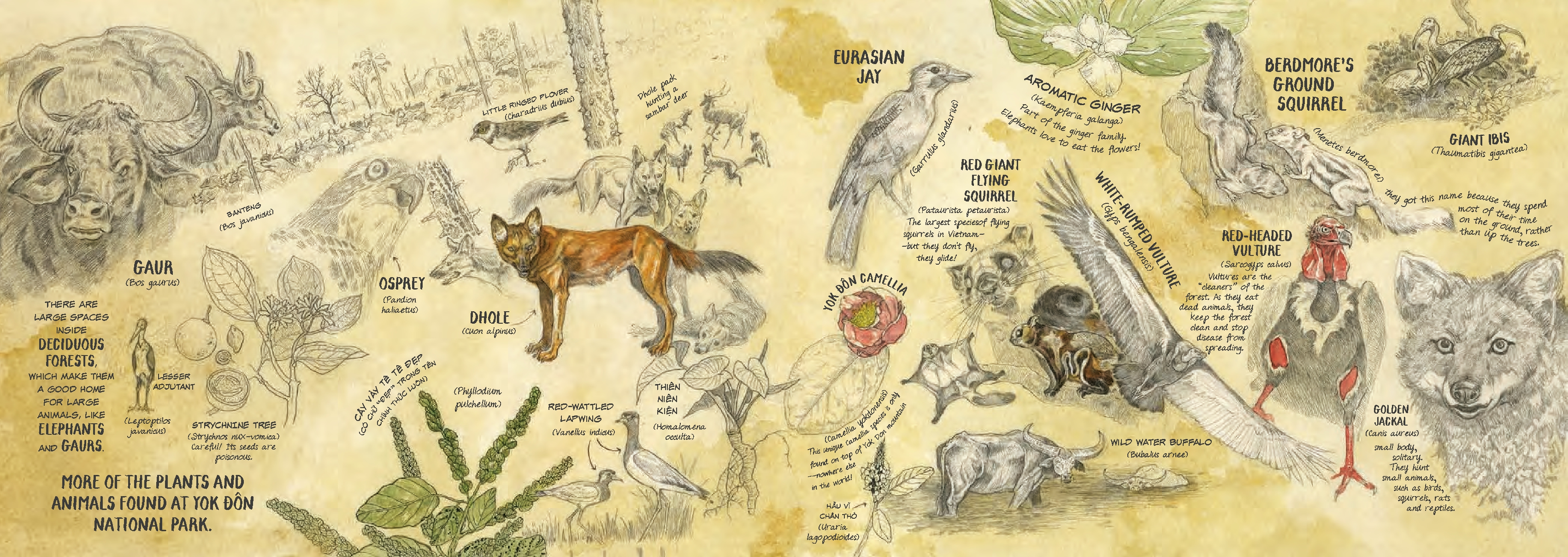 Saving H'non: Chang and the Elephant