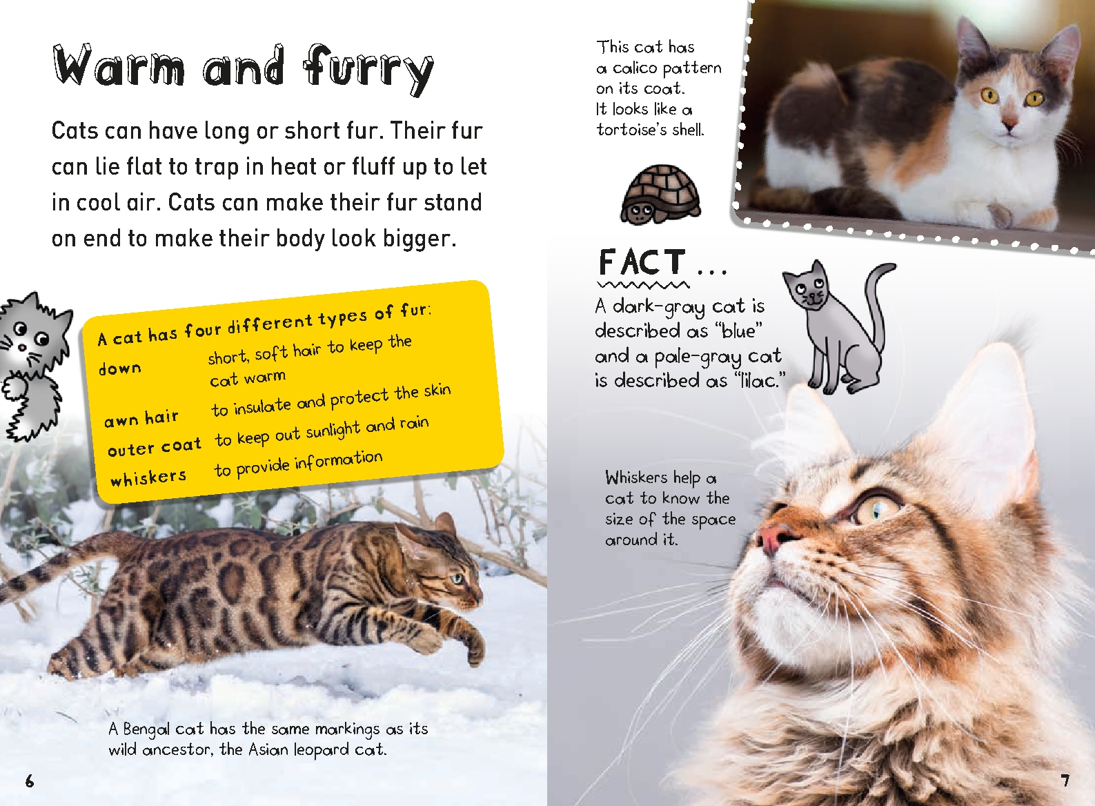 It's All About. . . Cats and Kittens