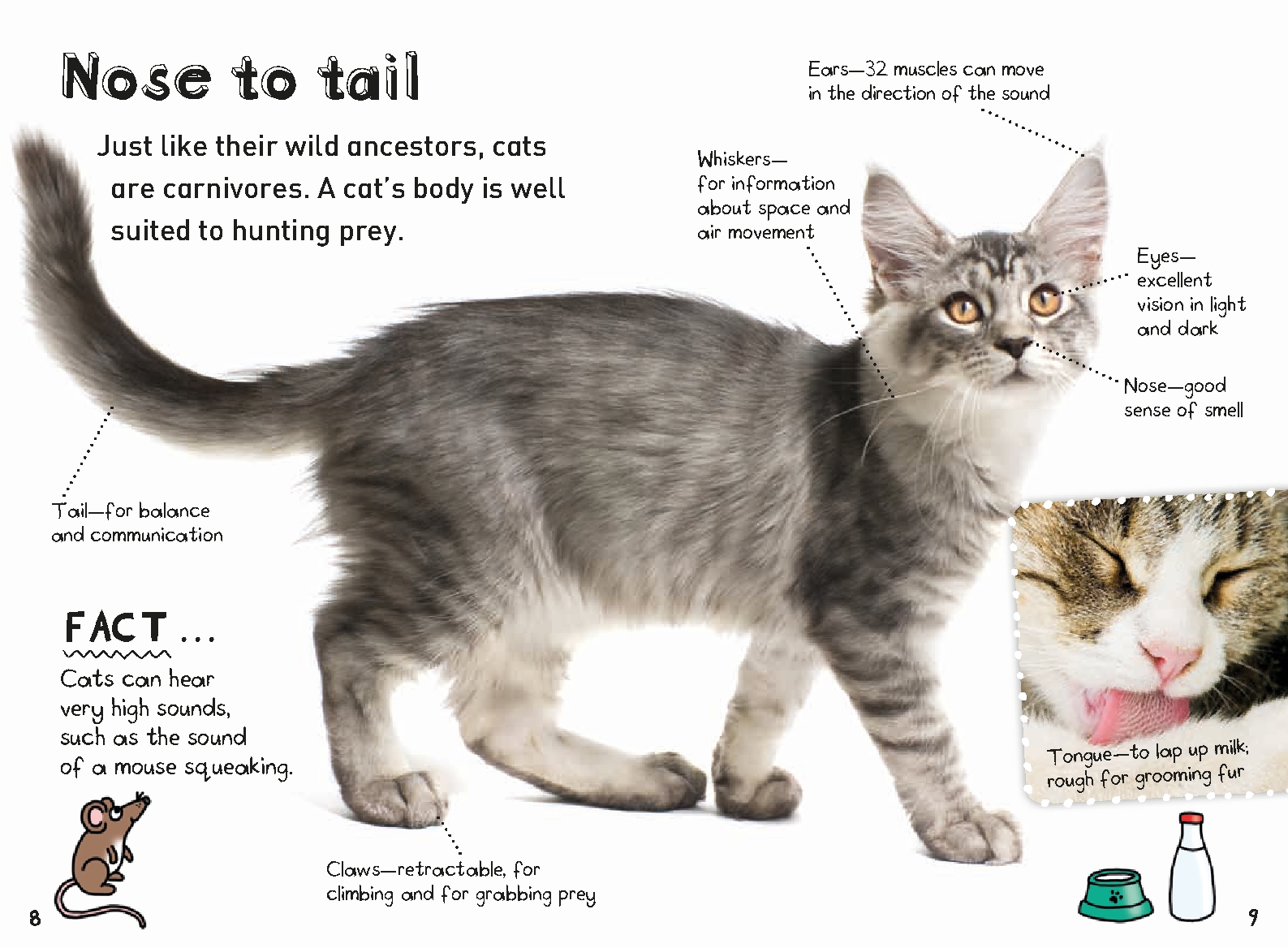It's All About. . . Cats and Kittens