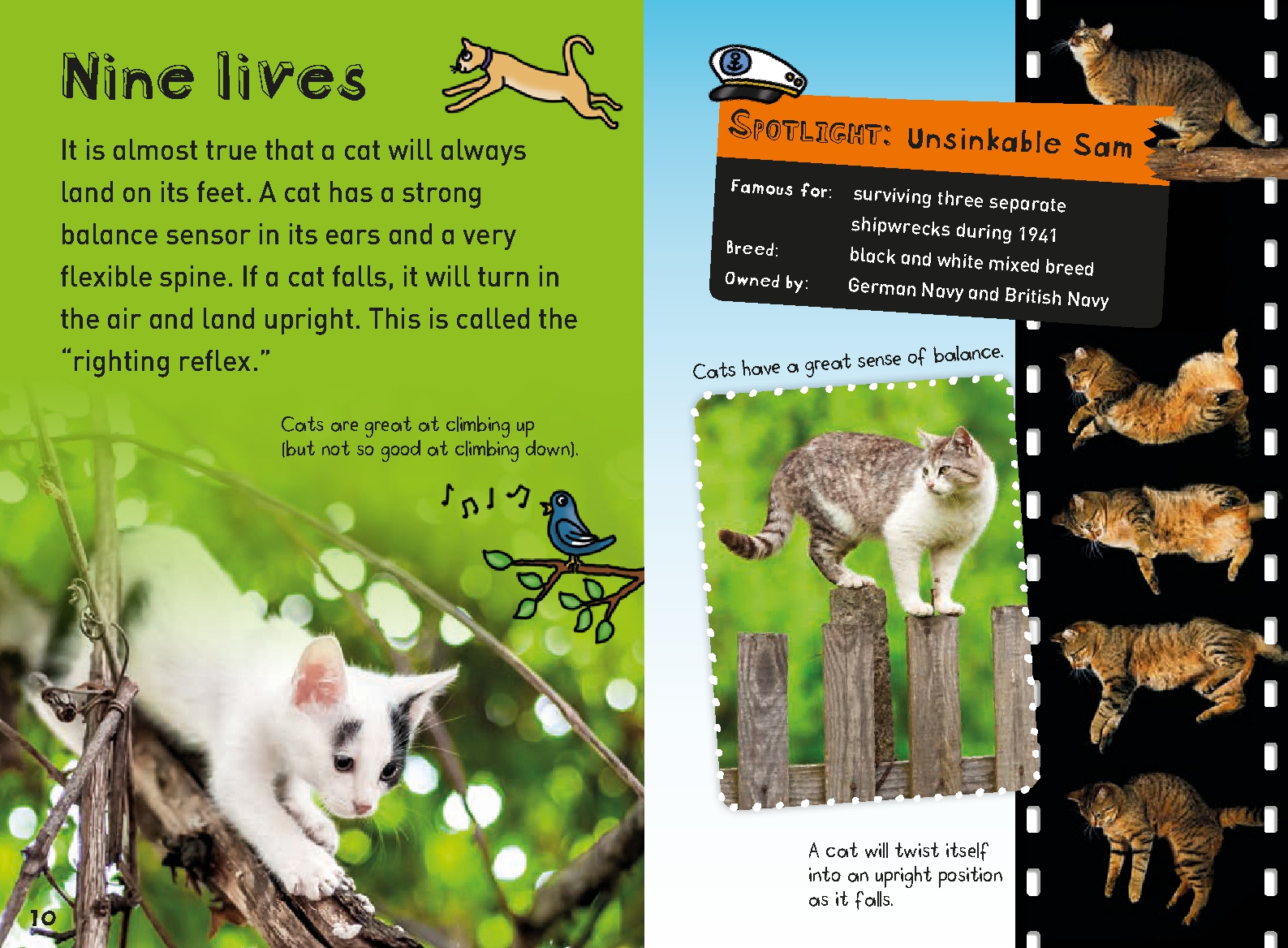It's All About. . . Cats and Kittens