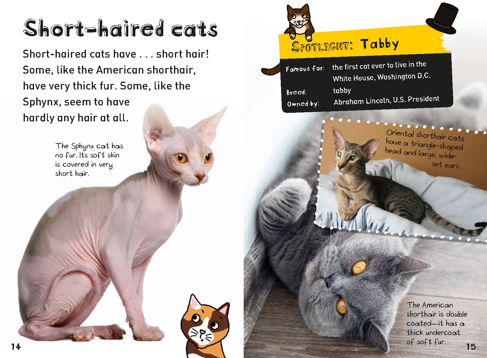 It's All About. . . Cats and Kittens