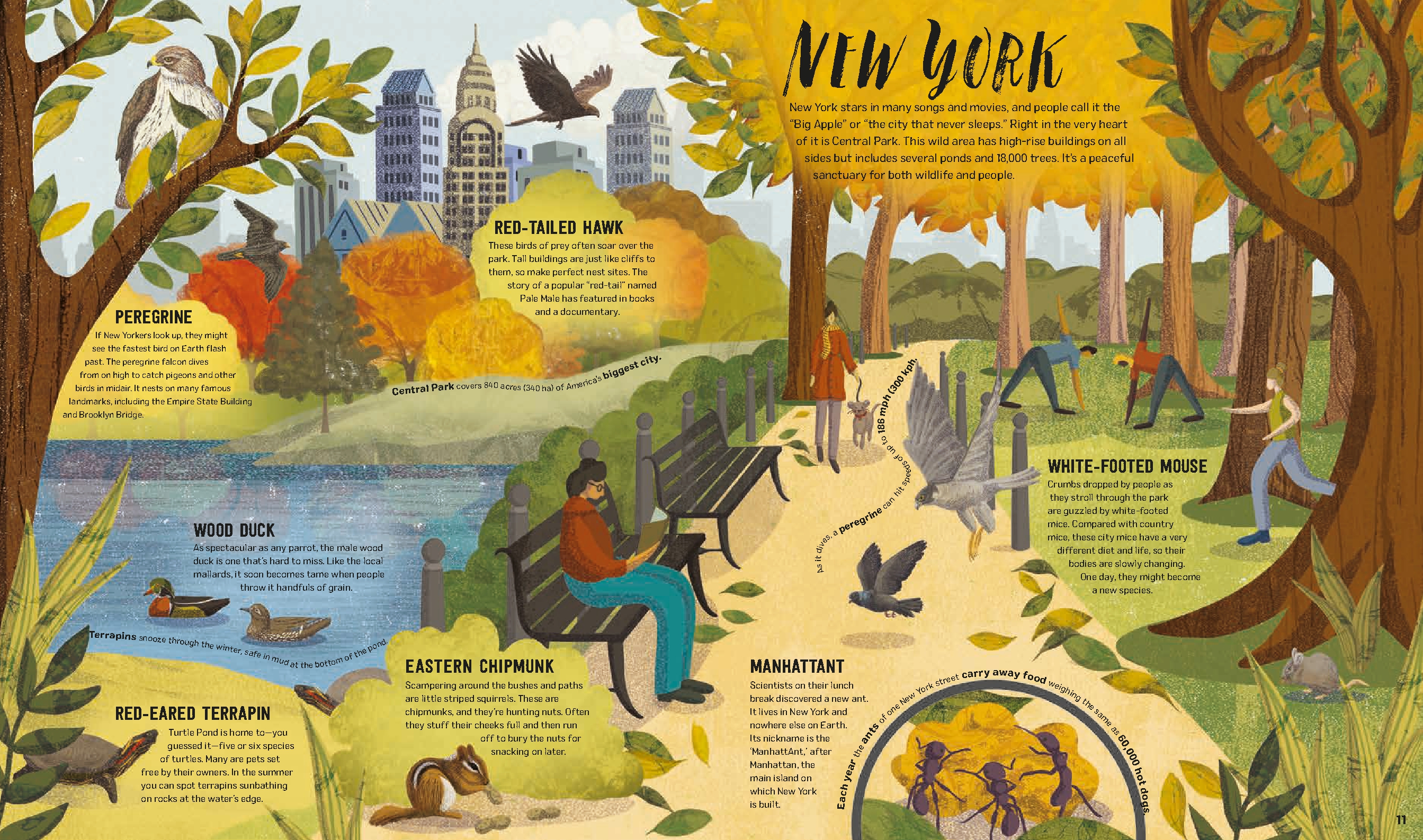 Wild City