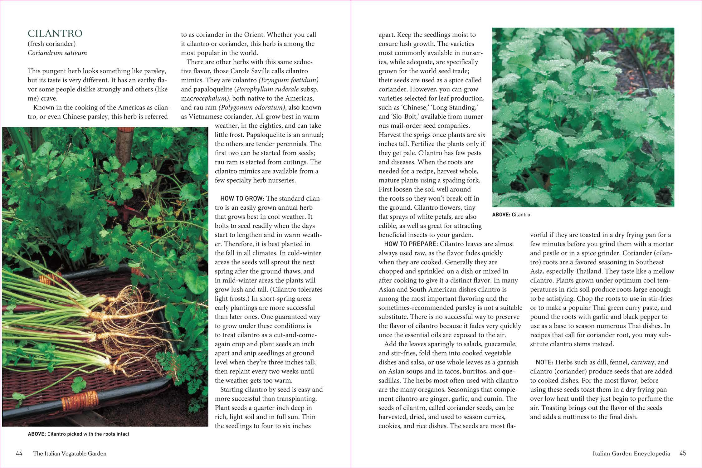 The Kitchen Herb Garden