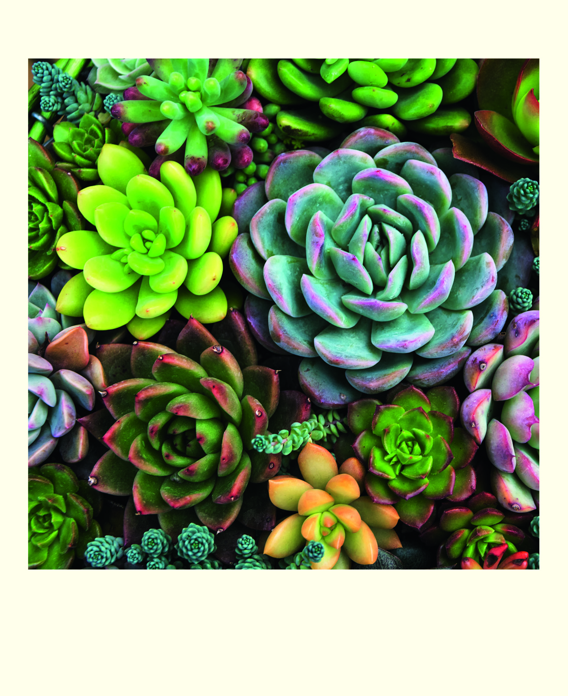 Succulents, 16 Note Cards