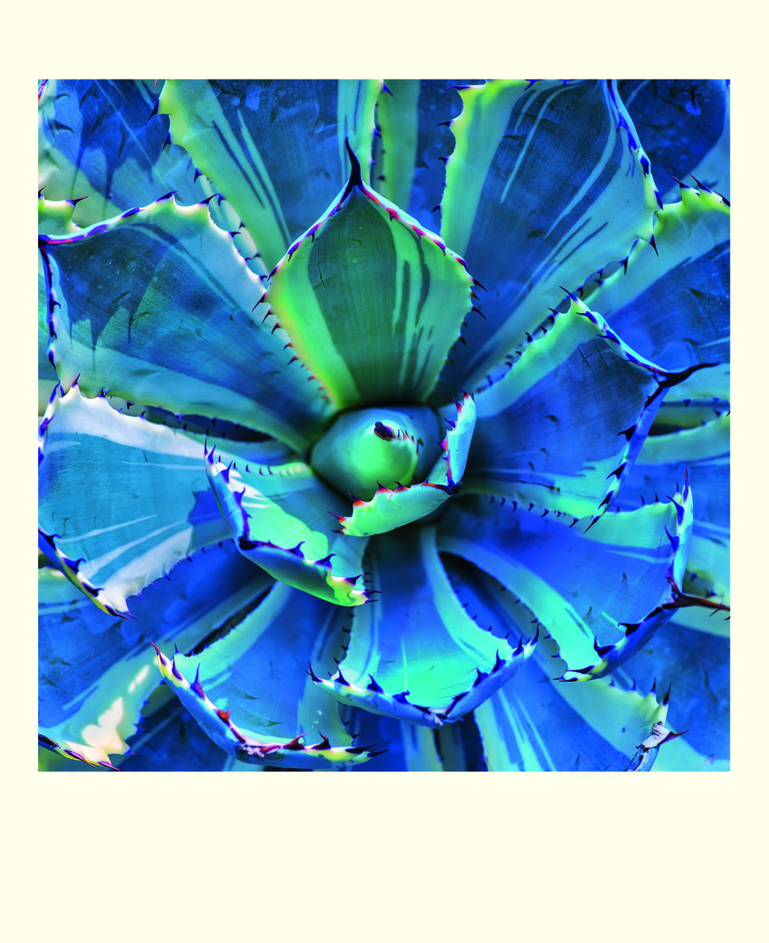 Succulents, 16 Note Cards