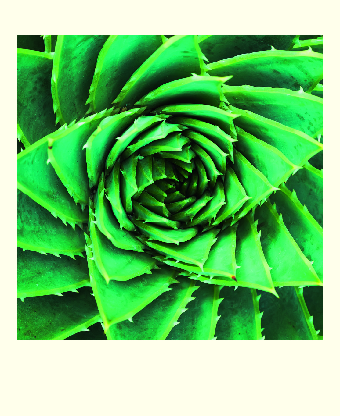 Succulents, 16 Note Cards