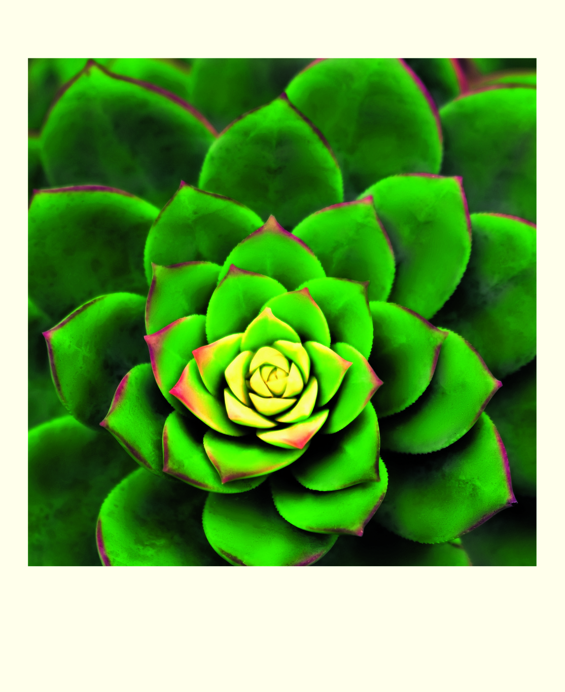 Succulents, 16 Note Cards
