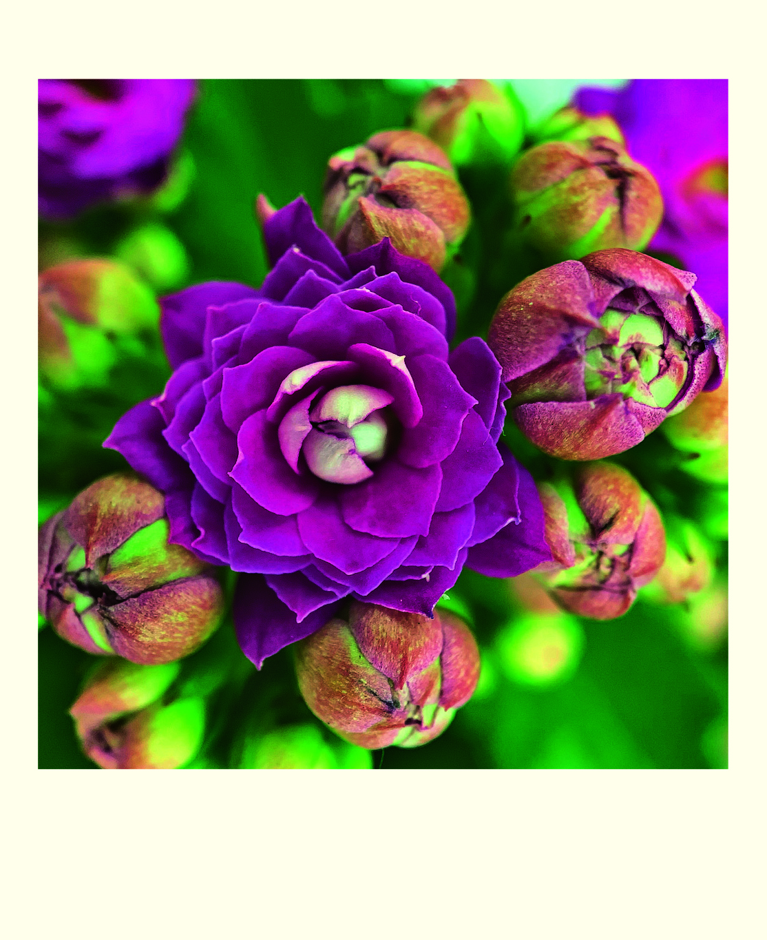 Succulents, 16 Note Cards