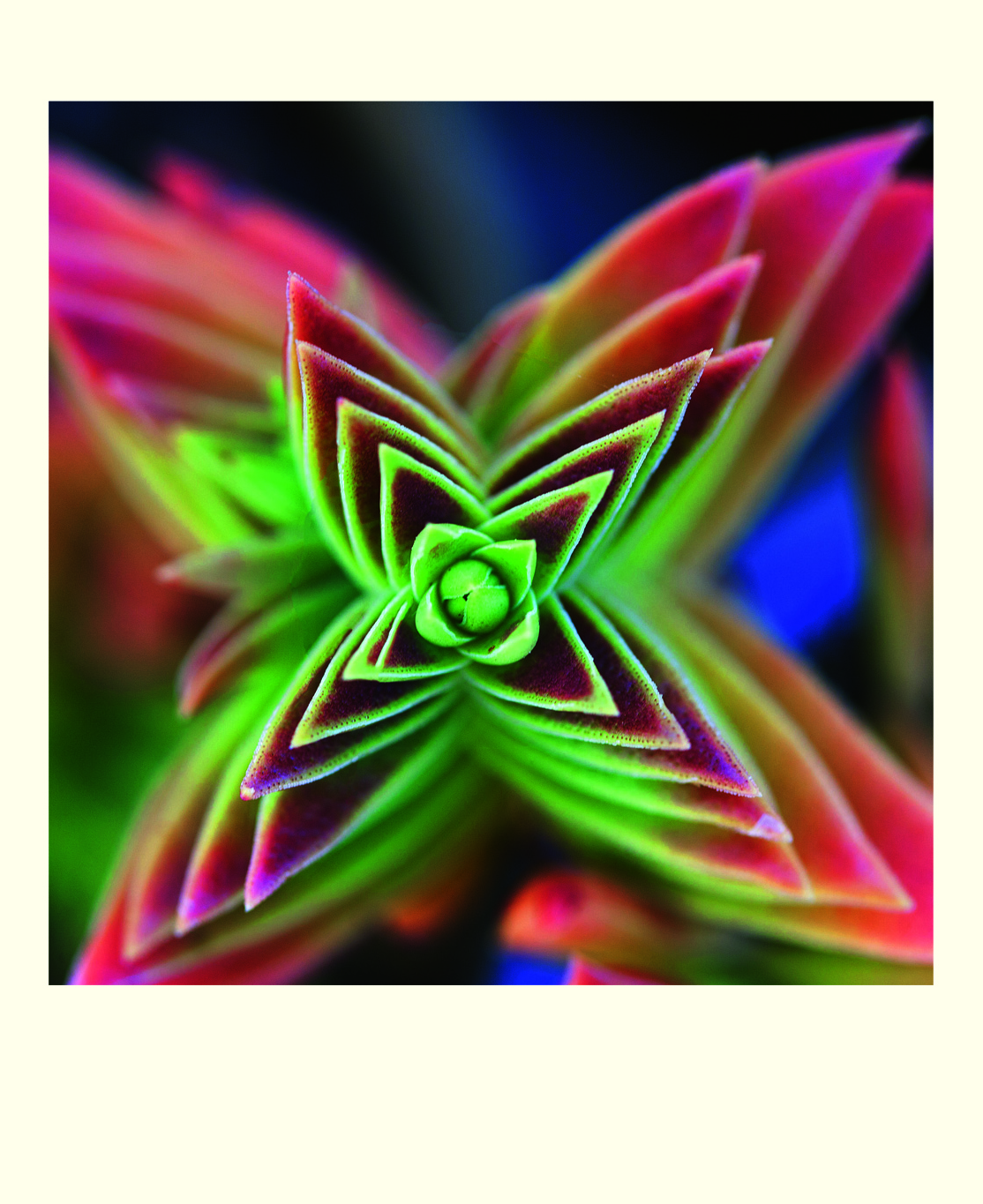 Succulents, 16 Note Cards
