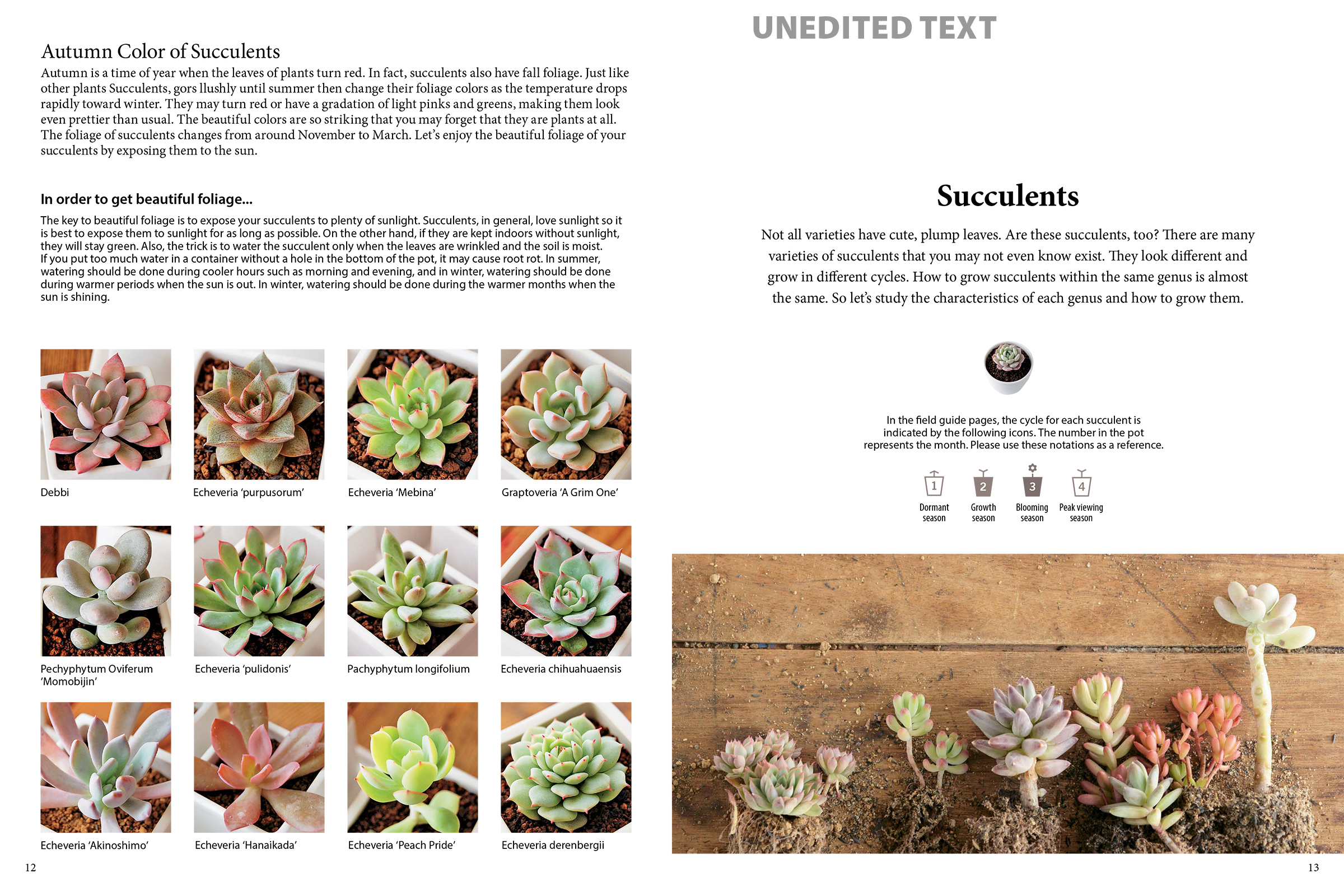 A Field Guide to Succulents