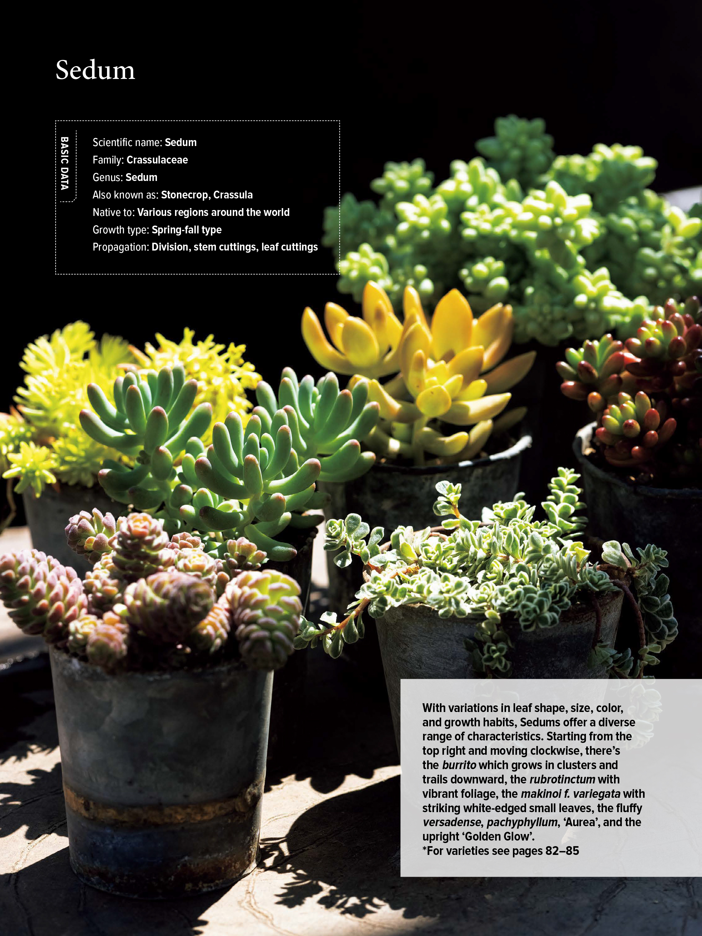 The Essential Book of Succulents