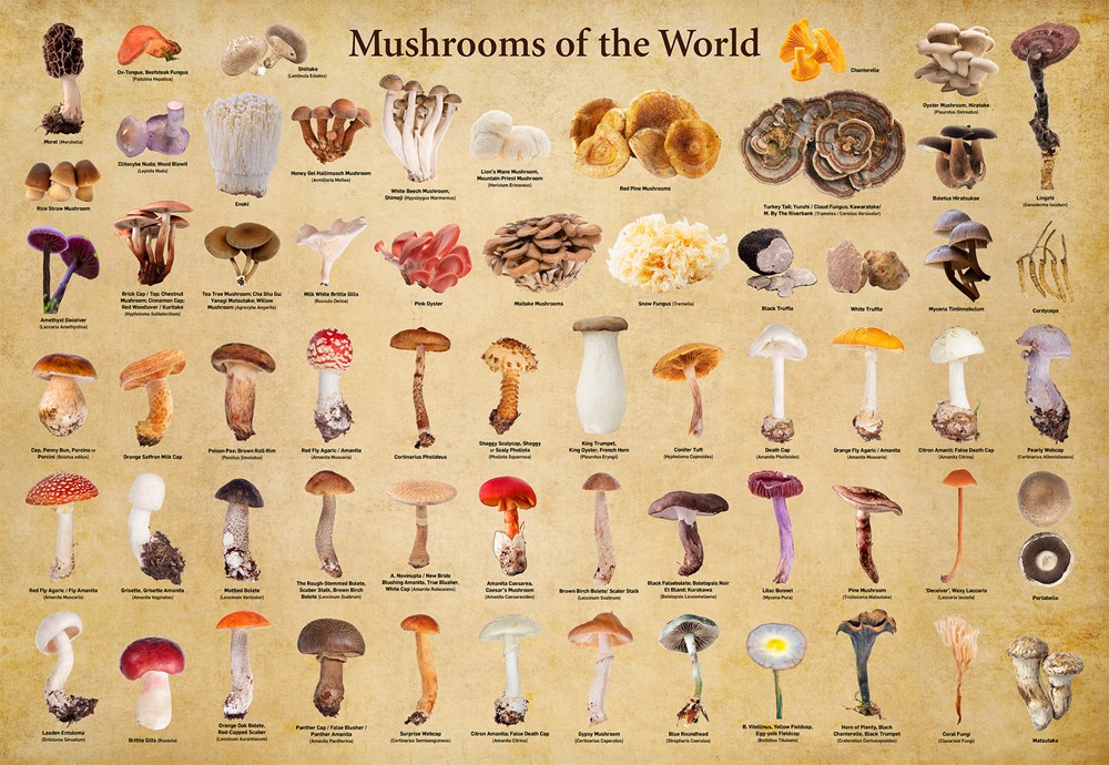 Mushrooms of the World - 1000 Piece Jigsaw Puzzle