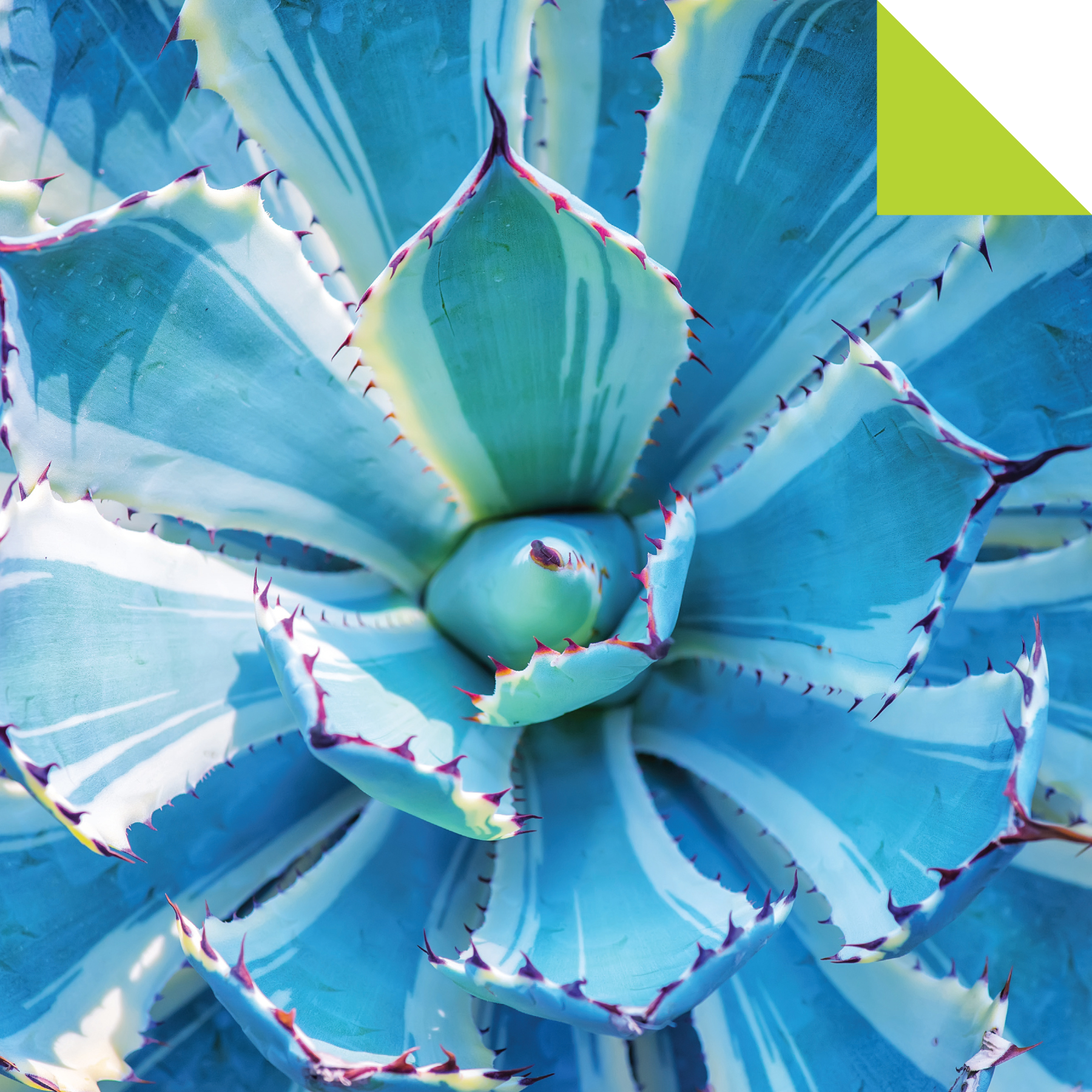 Origami Paper 500 sheets Succulents 6 (15 cm)