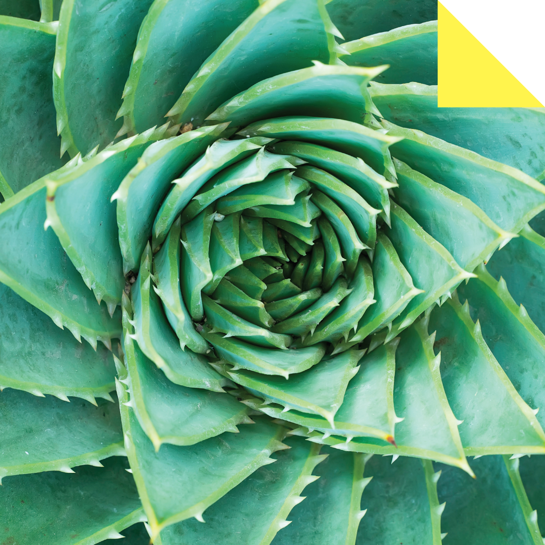 Origami Paper 500 sheets Succulents 6 (15 cm)