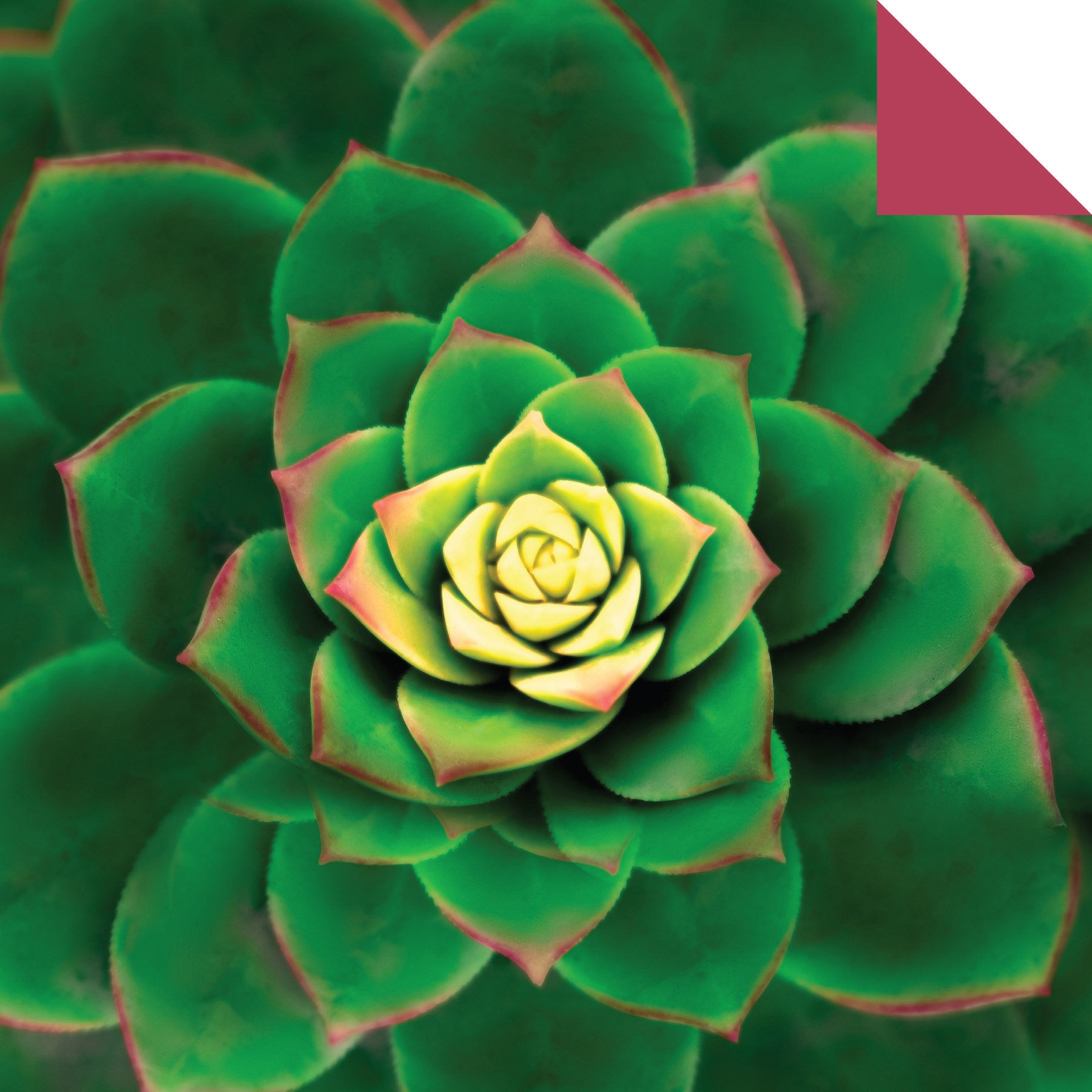 Origami Paper 500 sheets Succulents 6 (15 cm)